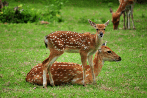 SRI LANKAN WILDLIFE (7 DAYS – 6 NIGHTS)